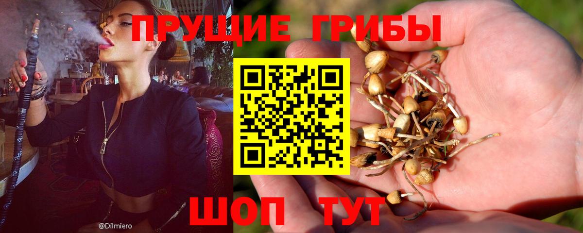 Галлюциногенные грибы Psilocybe  Будённовск  Галлюциногенные грибы Magic Shrooms 